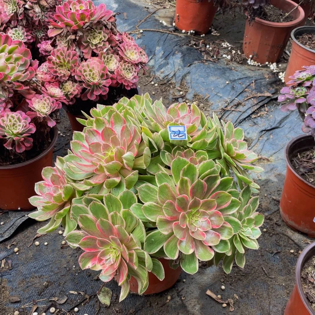 哈***龙22鲜花老桩造型鲜花老桩