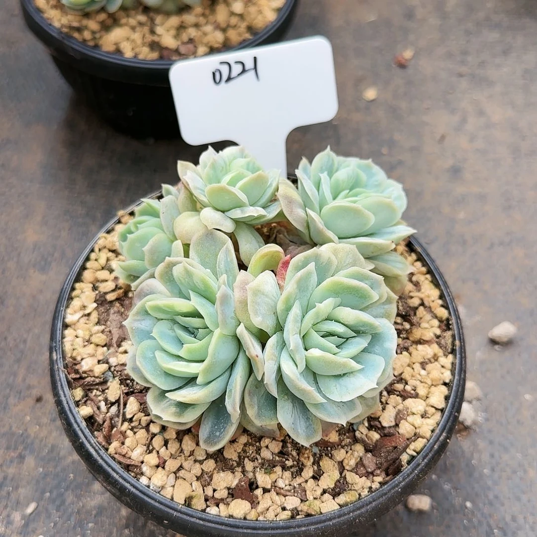 ?****0221号泡泡纱裙。5头175    肉