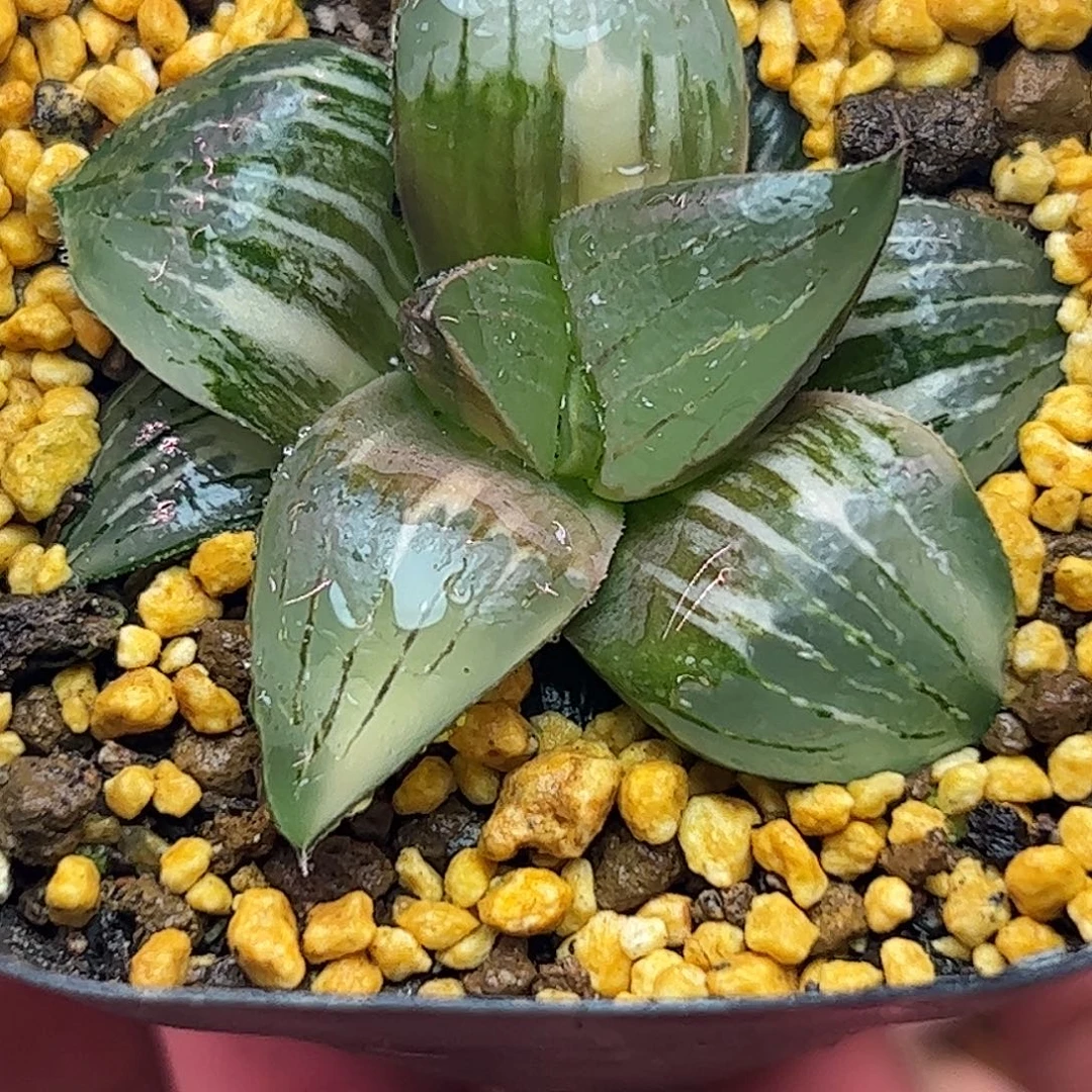 阿七头锦十二卷多肉