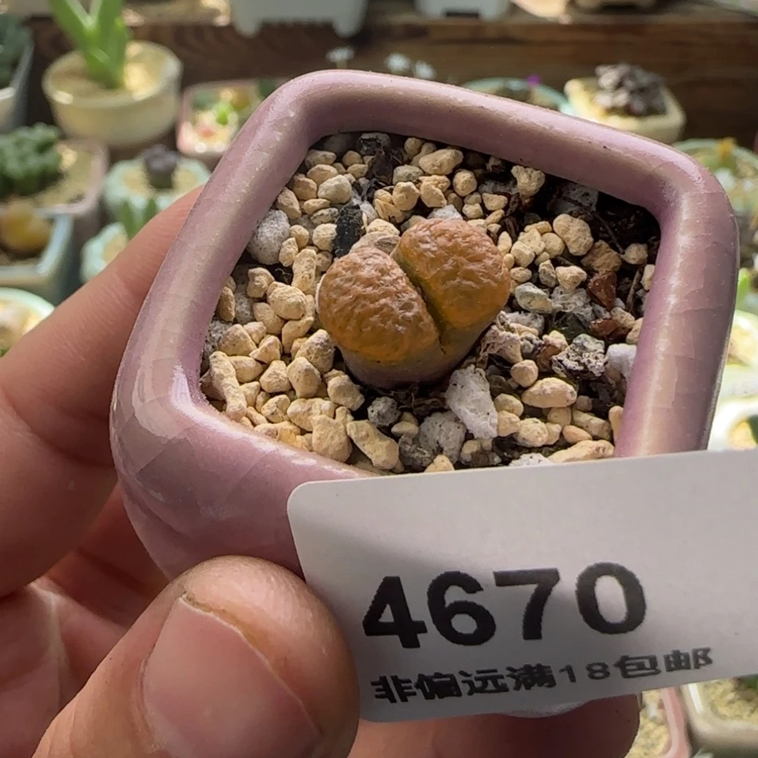 4670--一物一拍 带盆 超级蛋糕