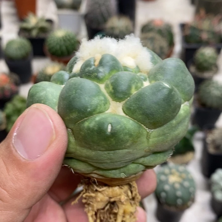 无刺象牙特价福利