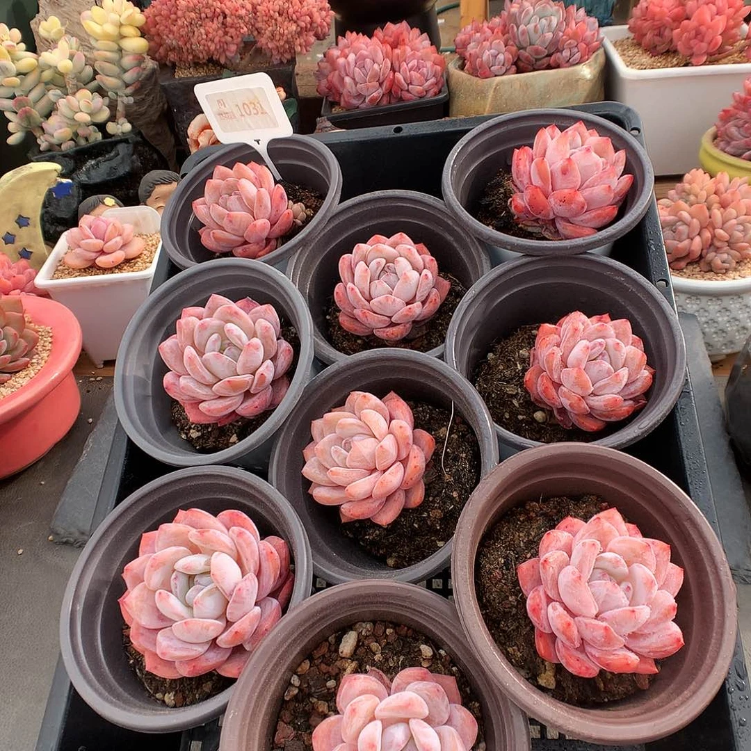 1031丸叶雪天使3颗量拍多肉植物