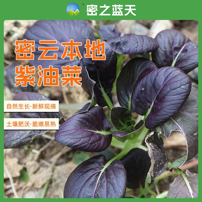 密云本地农家种植新鲜紫油菜400g油菜