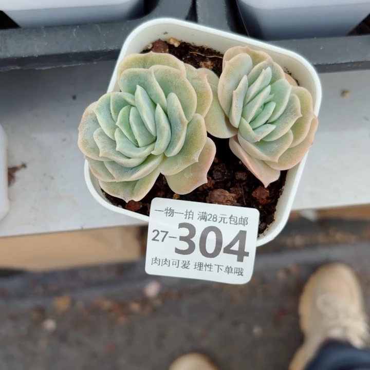 可爱玫瑰无盆土无盆土发货