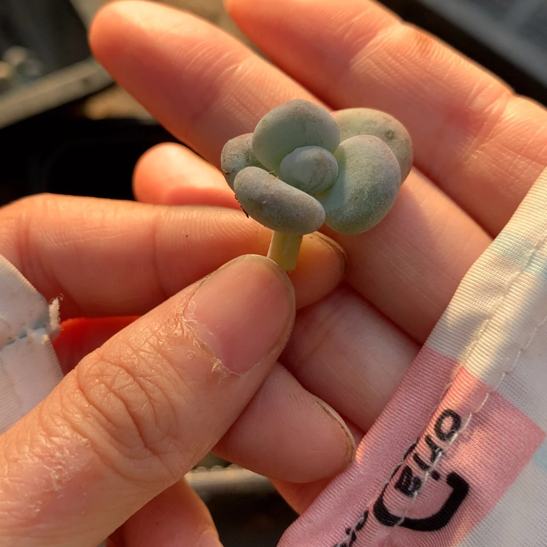 油煎奶酪多肉油煎奶酪