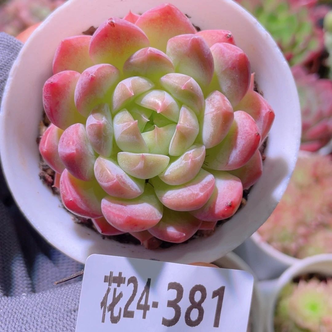 花利美24-381新品