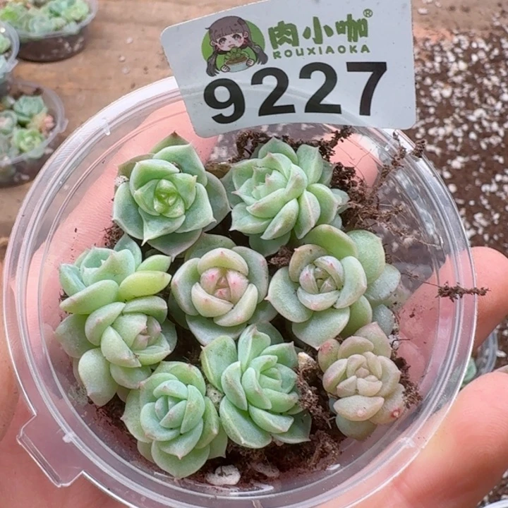 多肉植物多肉植物