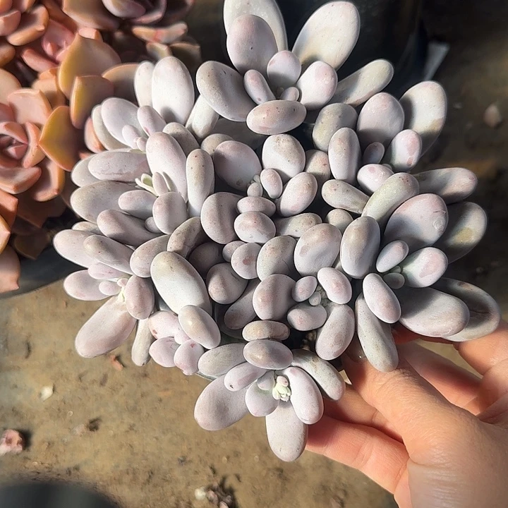 奶酪多肉植物的生长