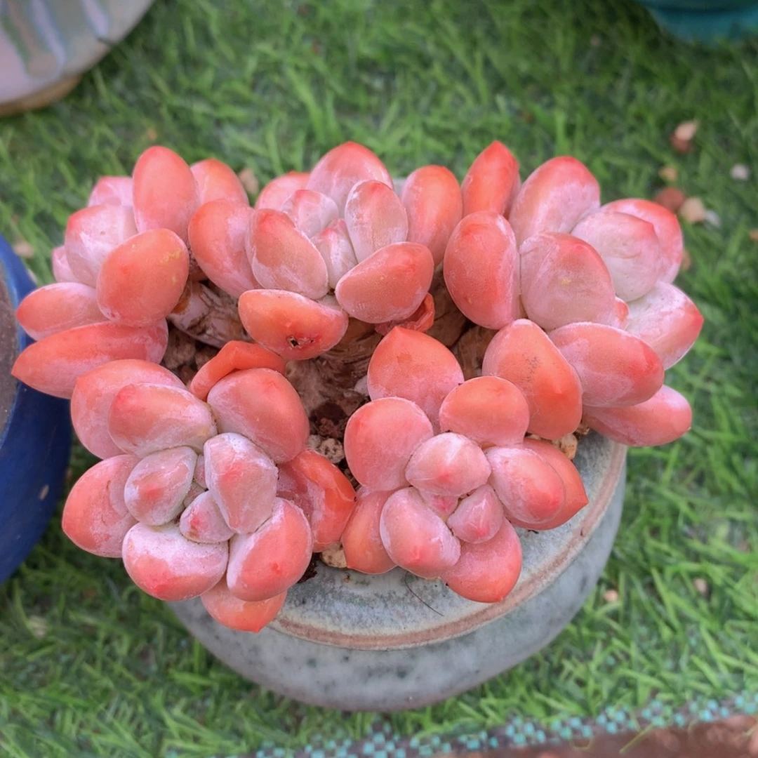 宁静致远10 公分一物一拍