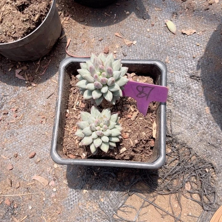 用****1晨语多肉一物一拍87