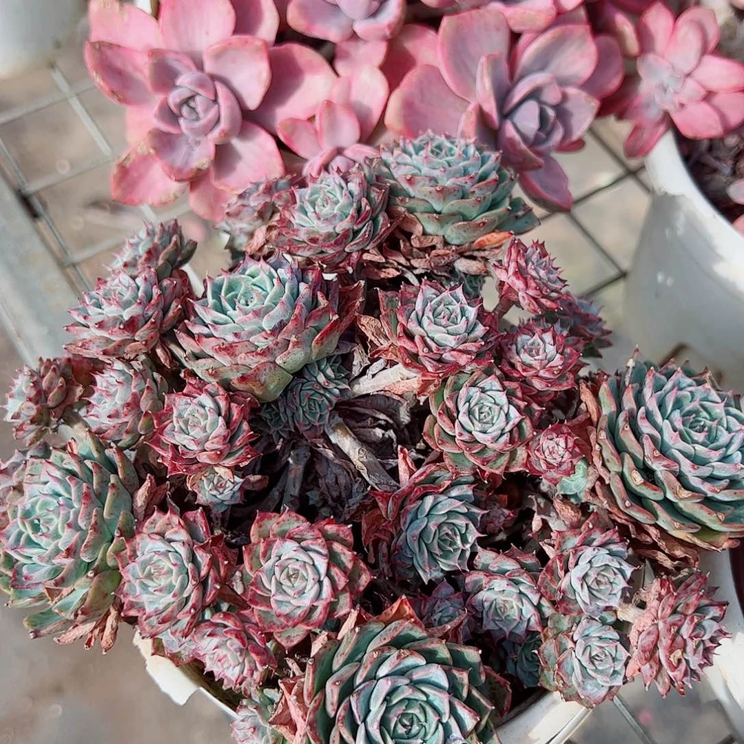 海滨格瑞带盆土精品特价