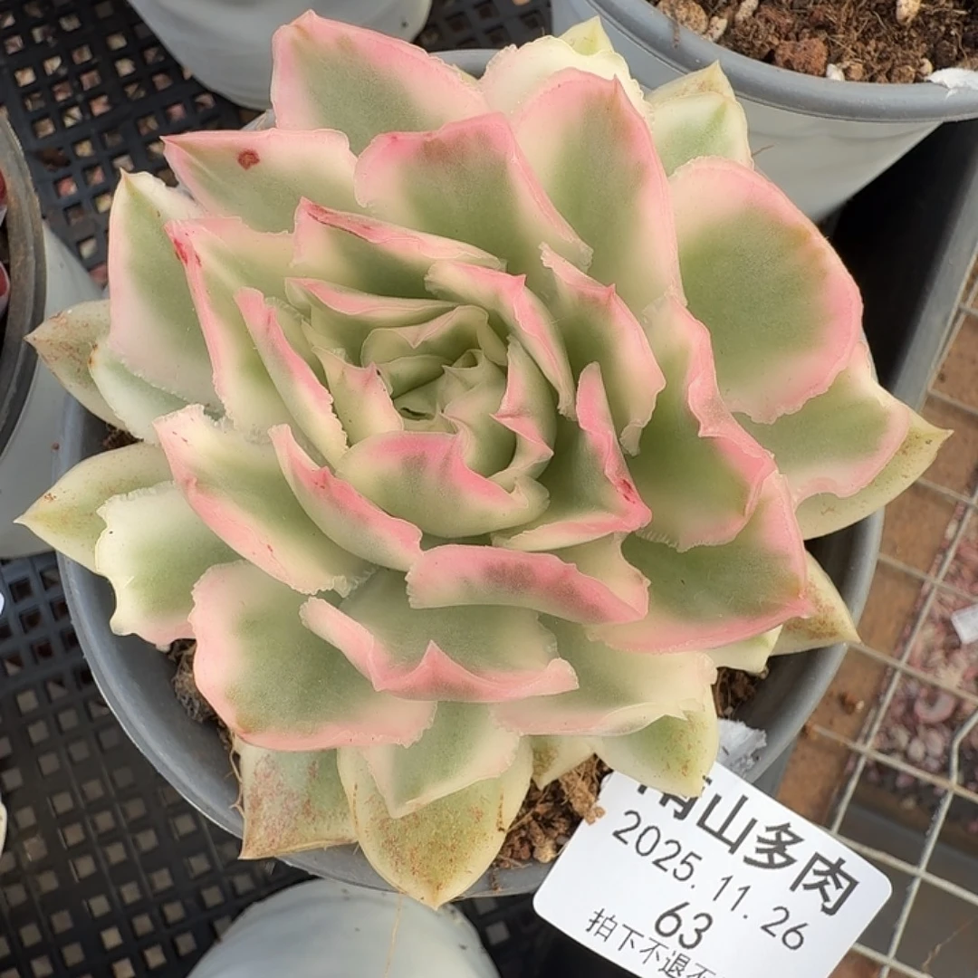 紫蝴蝶锦111126-63