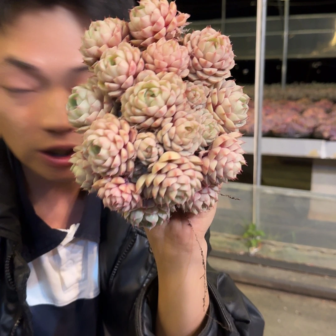 笨吧蒂斯多肉 00000000