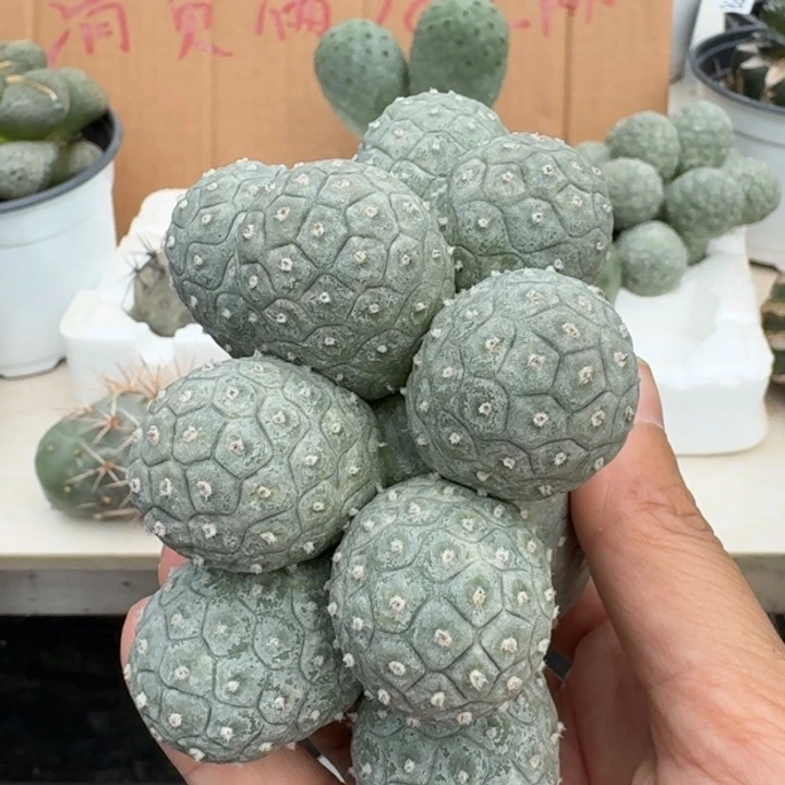 【闪购商品】无花朵一群龙鳞