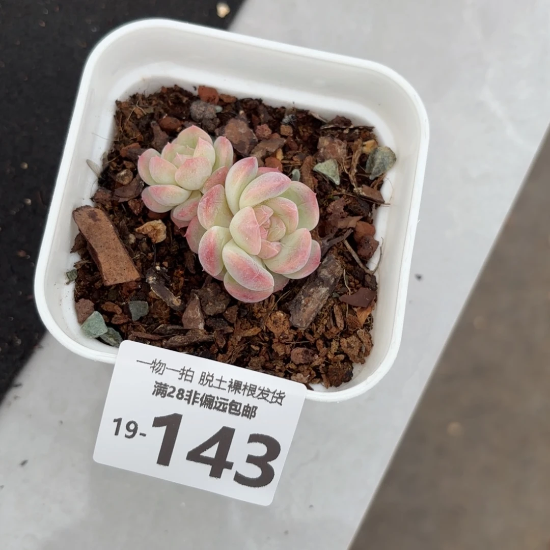 玉笛多肉多肉多肉