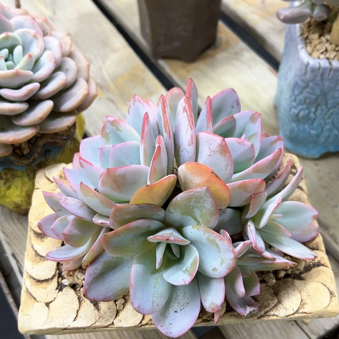 布鲁蓝38 零零多肉植物