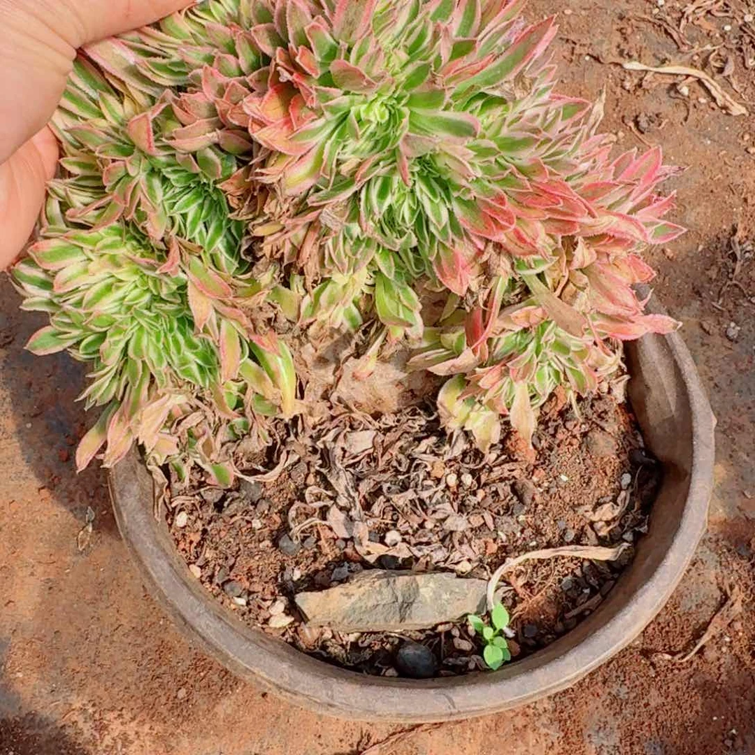 嗯239 号多肉法师植物特价活动