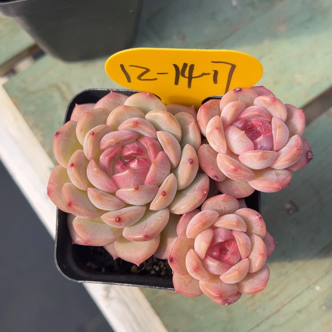 12-14-17新品珍妮多肉植物