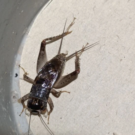 坤园份房蟋蟀蛐蛐