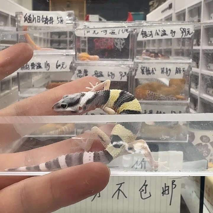 豹纹守宫021¥，好想念你呢