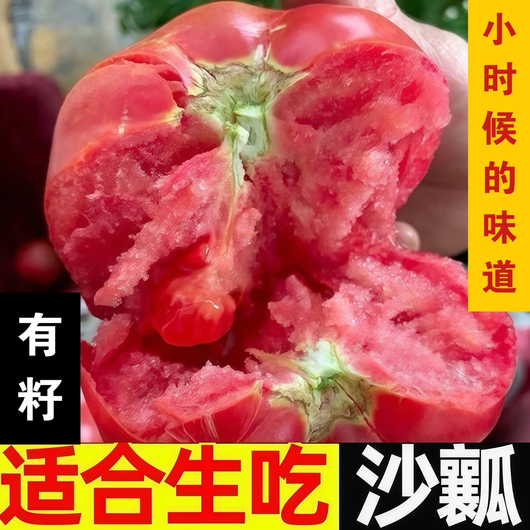 四川正宗高山露天沙瓤西红柿新鲜采摘产地直发