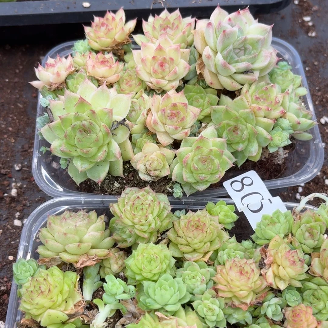 南***•多肉植物多肉植物805