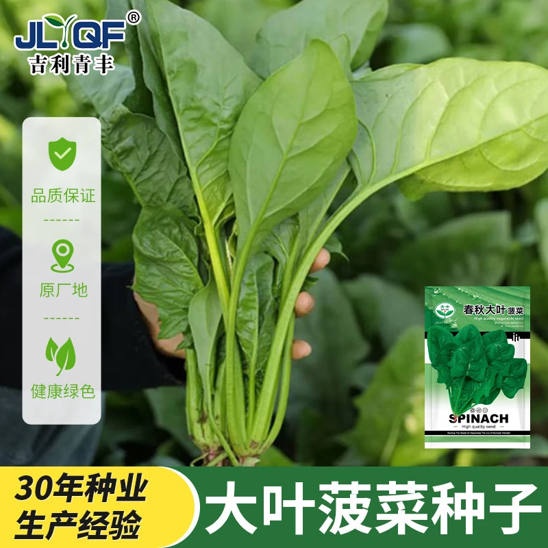 【拍一发二】2025年大叶菠菜种子四季易种紫菠菜红菠菜种子耐热耐寒