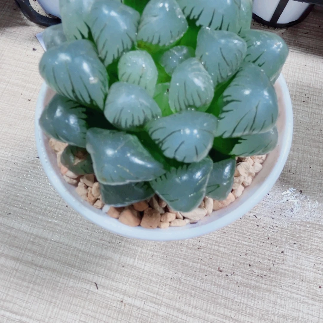 孔明灯多肉植物7666