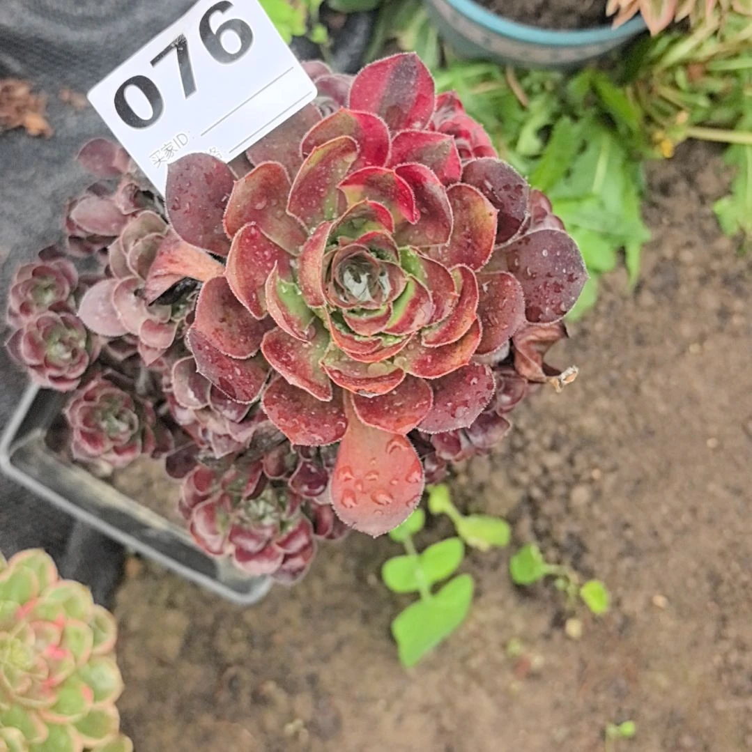 076花蝴蝶法师3-9