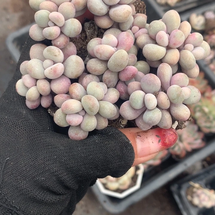 桃蛋双7颗  （不满9.99发空盆冷地区不拍保温扣3.9多肉）