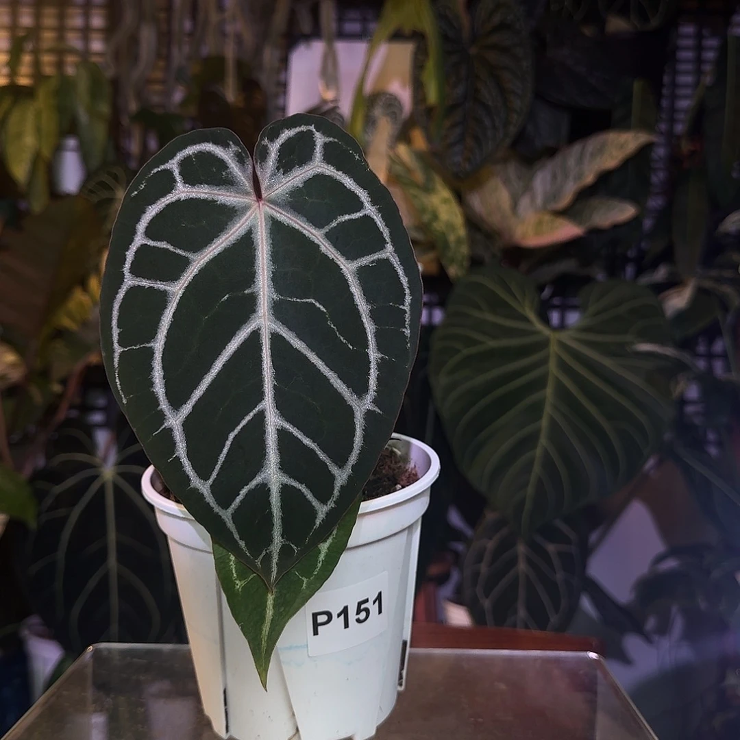 完全开放Q154极致撕裂纹杂红