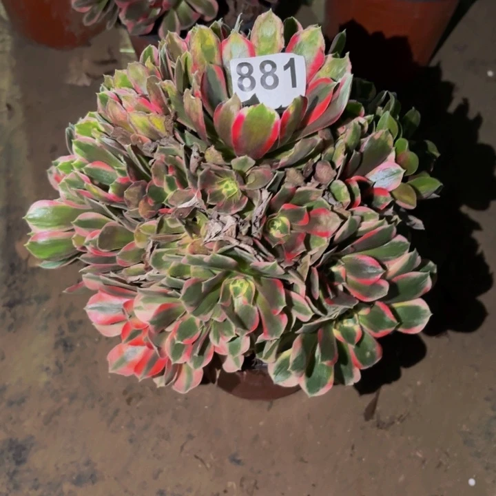 881男神多肉植物不售后