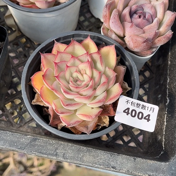 阿雅园艺。    4004猎户座