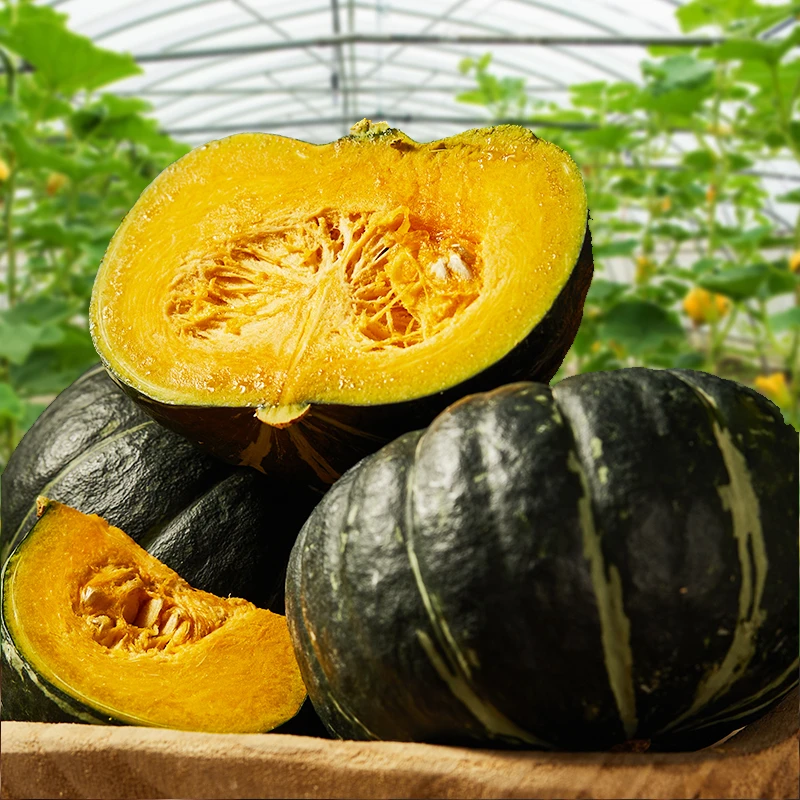 板栗贝贝瓜 新鲜板栗味 粉糯香甜自然藤熟  细腻口感清甜不寡淡