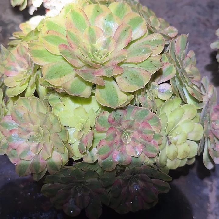 精品雨荷老桩亏本福利