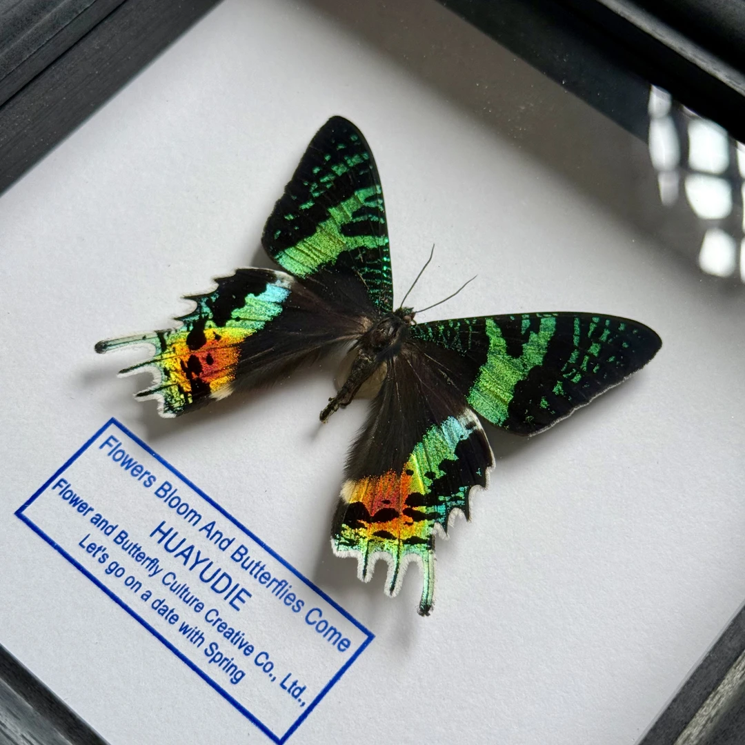 太阳娥成品相框高级感蝴蝶标本装饰画蝴蝶标本家居好物｜方八寸