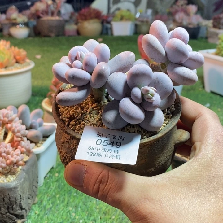 0549啊啊啊啊啊啊啊啊啊啊啊