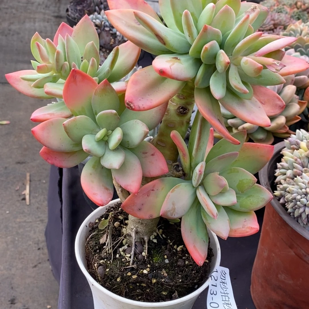 两单包邮1213-3芒果美人