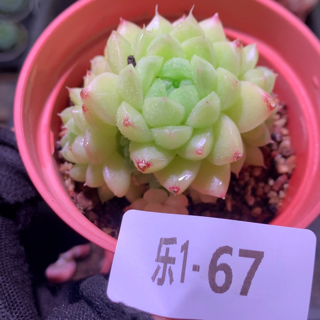 乐然1 -67 麦秆群
