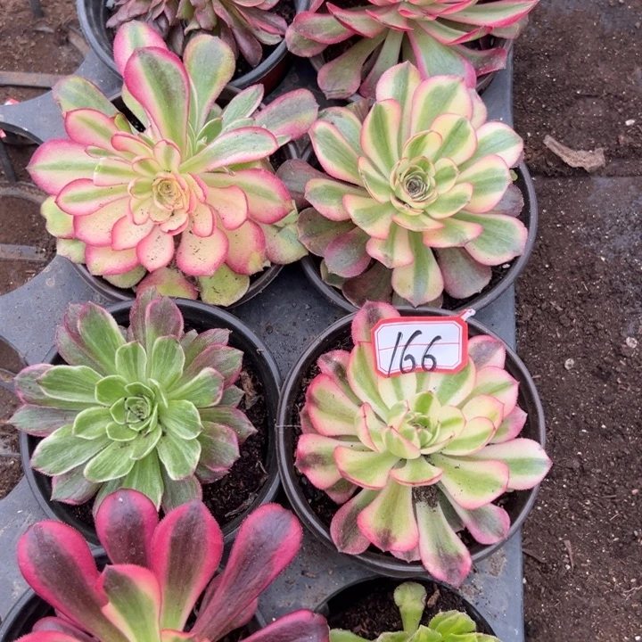 多肉植物166不售后