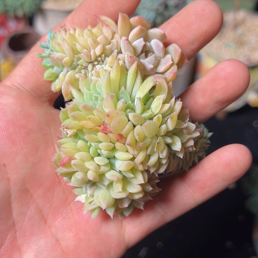 新年快乐 新年快乐