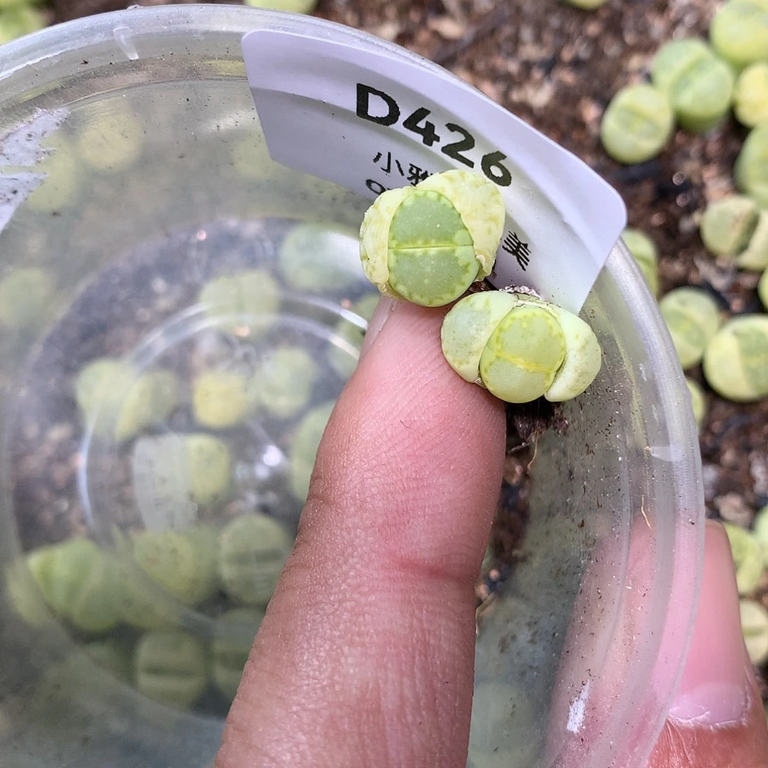 锦***子D426多肉植物保护