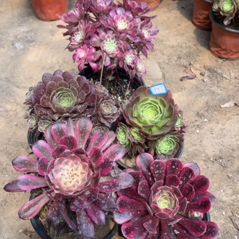 797多肉植物组合