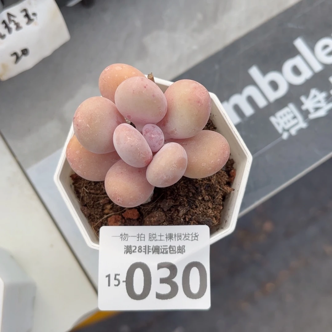 单头蛋黄奶多肉多肉多肉