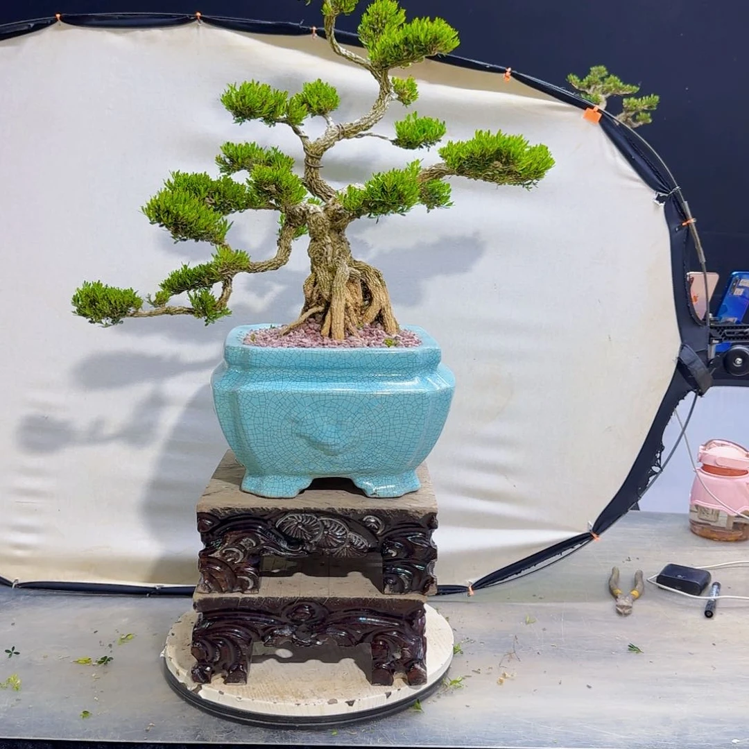 高端黄杨盆景艺术