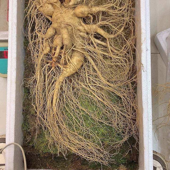 中国大陆九两上瑕疵水锈大参一支