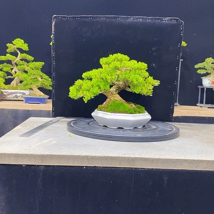 无花朵M黄杨盆景四季常青