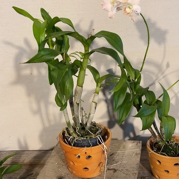 当前无花朵，栽培后可花朵3️⃣文鱼卡娜992