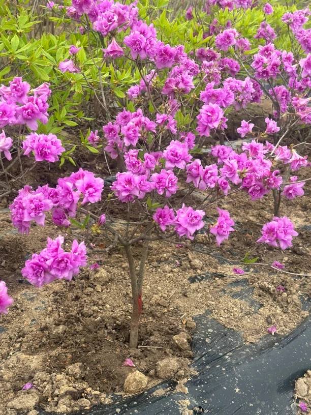 淀川杜鹃好养易活重瓣杜鹃庭院盆栽植物地栽花卉