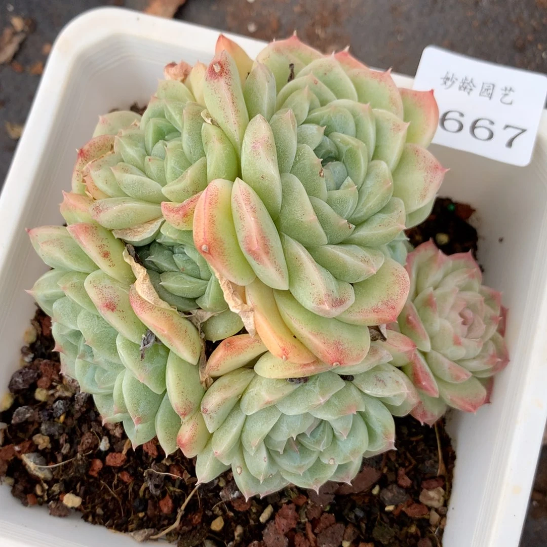 1667杂交多肉植物